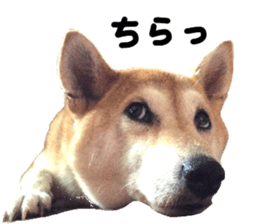 347466261