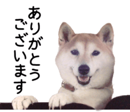 347466262