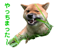 349123454