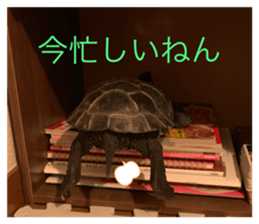 349321175