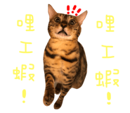 34938762