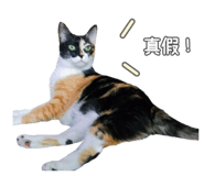 350181746