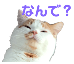 351245244