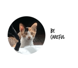 352096388