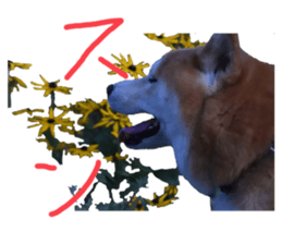 352262705