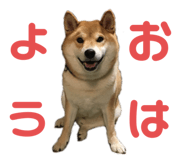 352396685
