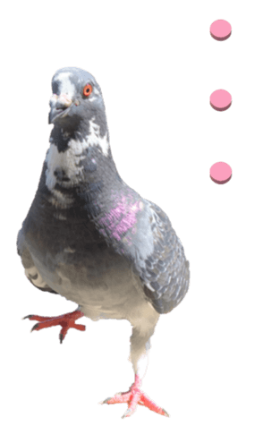 From Pigeon2 Big Yabe Line貼圖代購 台灣no 1 最便宜高效率的代購網