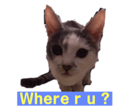 352944562