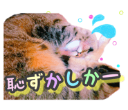 353162616