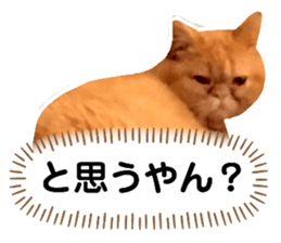 353229808
