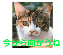 353325466