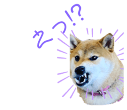 353631619