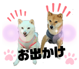 353836087