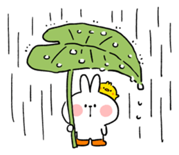 Spoiled Rabbit "Everyday" รูปที่ 2