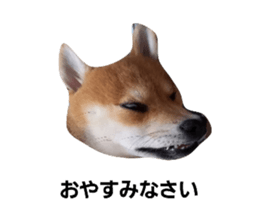 354337135