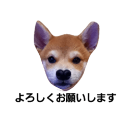 354337138