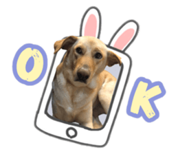 354505235