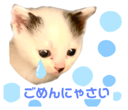 355215033