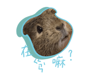 355399126