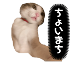 355538127