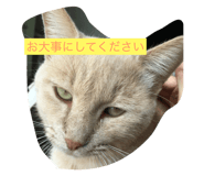 35554522