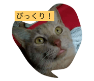 35554524