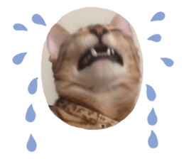 355555460