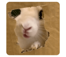 355557987