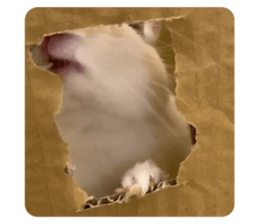 355557988