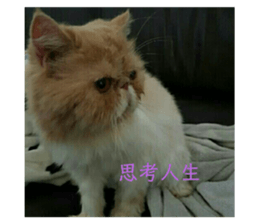 355563816