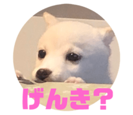 355781503