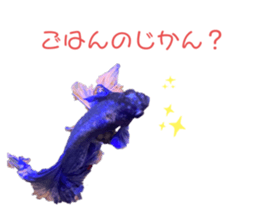 355843714