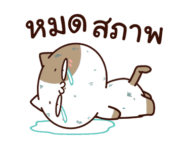 แมวเต้าหู้ : คำฮิตติดปาก รูปที่ 9