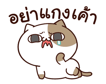 แมวเต้าหู้ : คำฮิตติดปาก รูปที่ 11