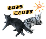 356603493
