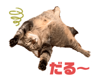 357835555