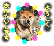 358338268