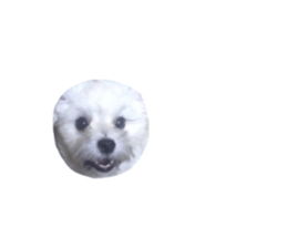 359280538