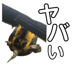 359404120