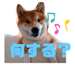 359431146