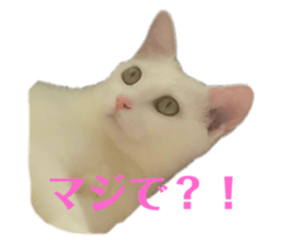 361431842