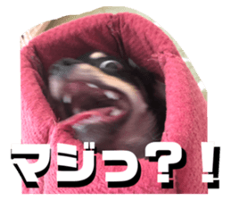 362333859