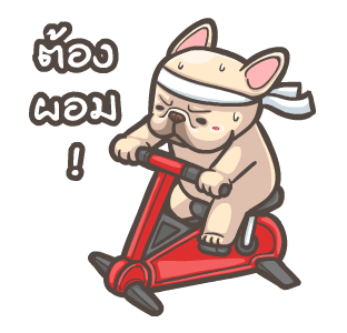 พิกุ - เฟรนช์ บูลด็อก 14 รูปที่ 11
