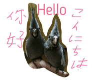 36252662