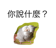 36252669