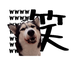 36280167