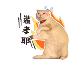 36282562