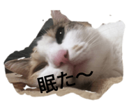 364884185
