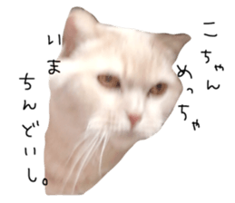36489041