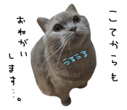 36489047